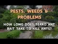 How Long Does Terro Ant Bait Take to Kill Ants