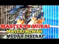 Masteran murai batu trotol dari usia dini dan murai Pastol saat mabung | murai trotol gacor 1