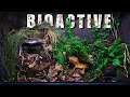 Download Lagu 🌿 BIOACTIVE VIVARIUM FOR A LEOPARD GECKO | TERRAQUAMAN