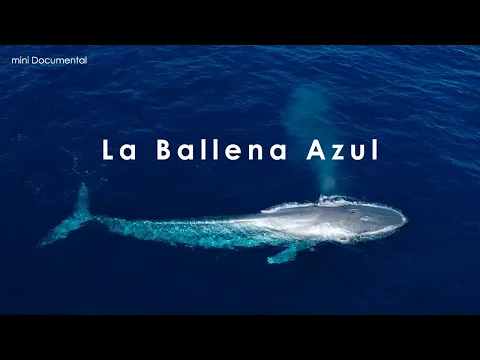 Download MP3 La Ballena Azul | Mini Documental