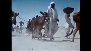 إلى رحاب يثرب من فيلم فجر الاسلام 