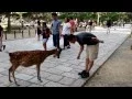 Download Lagu Cute Japanese Polite Bowing Deer (Nara Park, Japan)