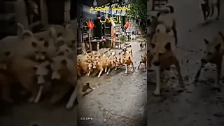 هجوم الكلاب الضالة لحظة هجوم كلاب مفترسة على قط في الشارع 