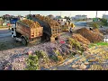 Full Completed 100% Processing Landfill Using Dump Truck 25.5Ton \u0026 Bulldozer KOMATSU Pushing Soil