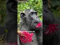 What Chimpanzees Eat in the Wild