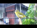 Download Lagu DENGAR SESAAT SAJA Bikin Pleci Mu Dirumah  Langsung Emosi Dalam Hitungan Menit.