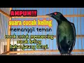 Download Lagu pancingan cucak Keling bahan biar bunyi Sahut sahutan
