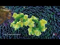 Mitochondria the cell s powerhouse