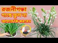 Lagu রজনীগন্ধা গাছে ফুল না আসলে কি করবেন / রজনীগন্ধা গাছের পরিচর্যা / Rajnigandha Plant not Flowering