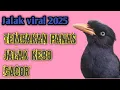Download Lagu Tembakan PANAS Jalak Kebo Full Isian MEWAH-Masteran Jalak Kebo Gacor !