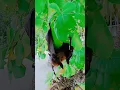 Download Lagu How Bats Are Saving Our Planet
