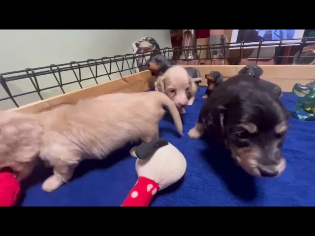 動画