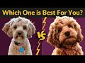 Cavapoo vs Cockapoo - Best Comparison Of Two Poodle Mix Breeds