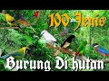 Download Lagu Burung hutan,bird of Indonesia