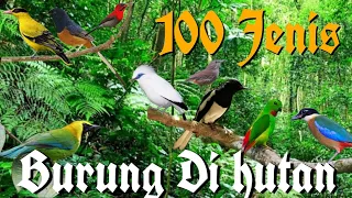 Burung hutan,bird of Indonesia