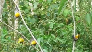 the easiest small bird trap with the mainstay lure sound of jaya channel