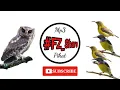 Download Lagu Mp3 Pikat Burcil Ribut Lihat Burung Hantu