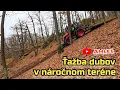 Lagu Ťažba suchých dubov v skalách | Nový porast v náročnom teréne – Stihl MS 400, 1 C-M | Amles