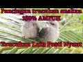 Download Lagu Suara Anak Trucukan Memanggil induknya
