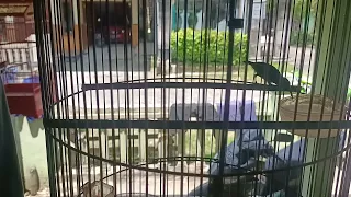 virall masteran handal konin isian kapas tembak cililin jangkrik cililin kapas tembak