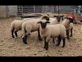 Hampshire x Suffolk cross sheep