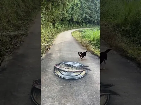 Dog chased away by road painting #shortsvideo