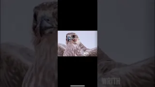 عفرين انا شف بالي نادر جابه الطاروح 