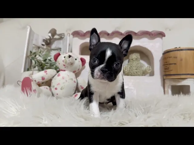 動画