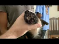 Animals Rescue Help poor dog removing Mango Worm