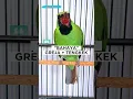Download Lagu cucak ijo bongkar isian tengkek buto dan greja #cucakijo #cucakijobongkarisian