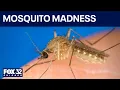 Why mosquitoes may seem worse than ever in Chicago