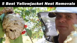 5 Best Above Ground Yellowjacket Nest Removals - Huge Paper Wasp Nests Destroyed.
