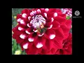 Download Lagu #BUNGA DAHLIA