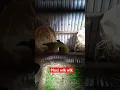 Pleci Birahi Langsung Kawin