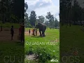 Download Lagu Arjuna and Abimanyu . The pride of india#abimanyu #bhima #dubare #animals #nature# viral#shorts#