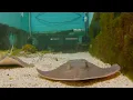 MSUM Oceanarium Expansion
