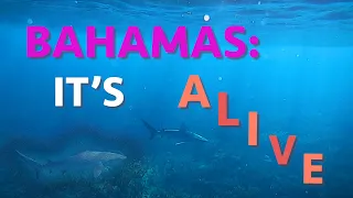 Bahamas: It’s ALIVE (Calico Skies Sailing, Ep. 51)