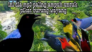 Download mp3 pikat burung cucak biru burung wayang kombinasi MP3