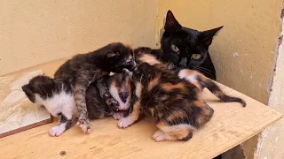 The look of joy in the eyes of the stray cat when we visit her to help her kittens.