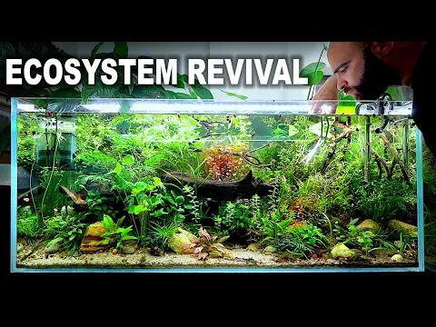 Download MP3 Bringing My Ecosystem Aquarium Back To Life!! (NO WATER CHANGE)