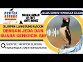 Download Lagu Masteran jalak suren tembakan cililin dengan jeda dan gemercik air, untuk masteran burung kicau