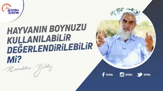 Hayvanın boynuzu kullanılabilir değerlendirilebilir mi?