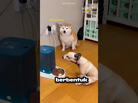 Anjing Ini Sampai Minta Tolong kepada Pemiliknya Gara-Gara Mainan!