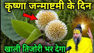 4 सितंबर शुक्रवार का दुर्लभ महासंयोग: कदंब के इस गुप्त प्रयोग से रातों-रात मिटेगी दरिद्रता!