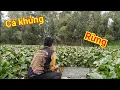 Download Lagu Run tay với con cá khủng câu dính đuôi và cái kết bất ngờ  - Đi săn cá khủng rừng ngập nước