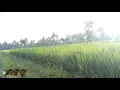 Download Lagu Instrumen Gending Jawa Penenang Hati dan Pikiran \u0026 Pemandangan yang indah
