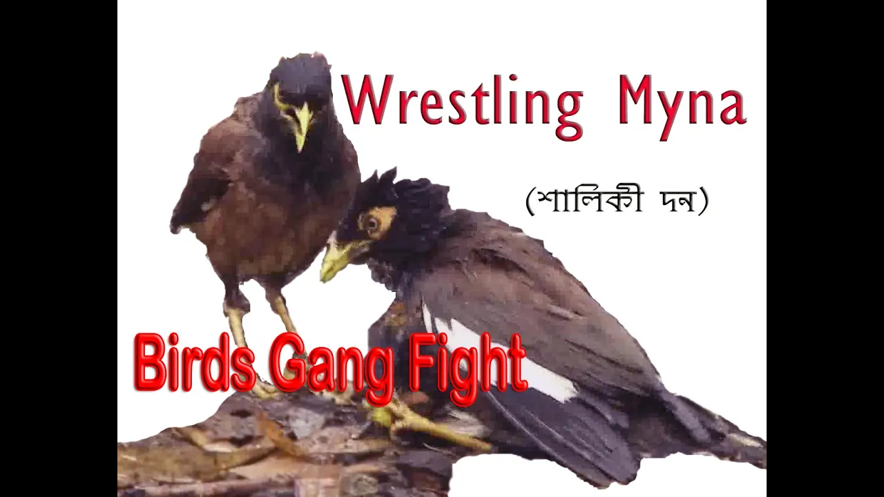 Wrestling Myna || Common Myna birds Fighting deadly ||