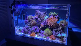 how to clean a nano reef tank quick and easy 