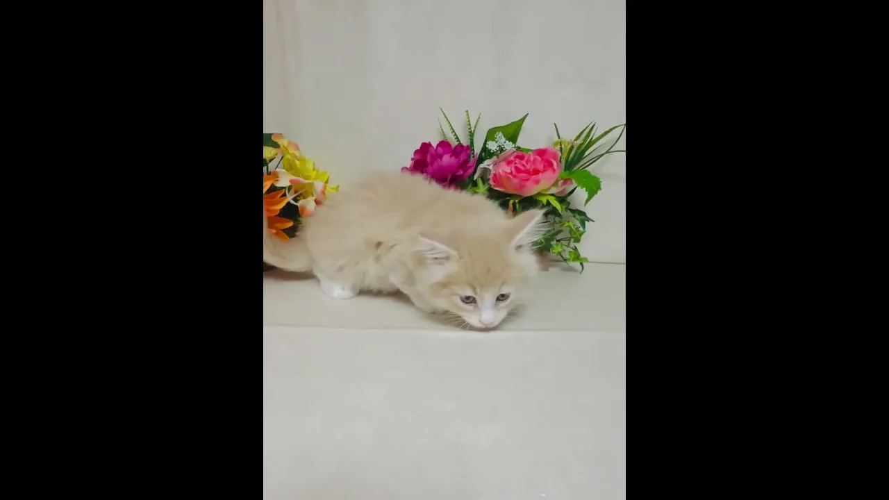 動画