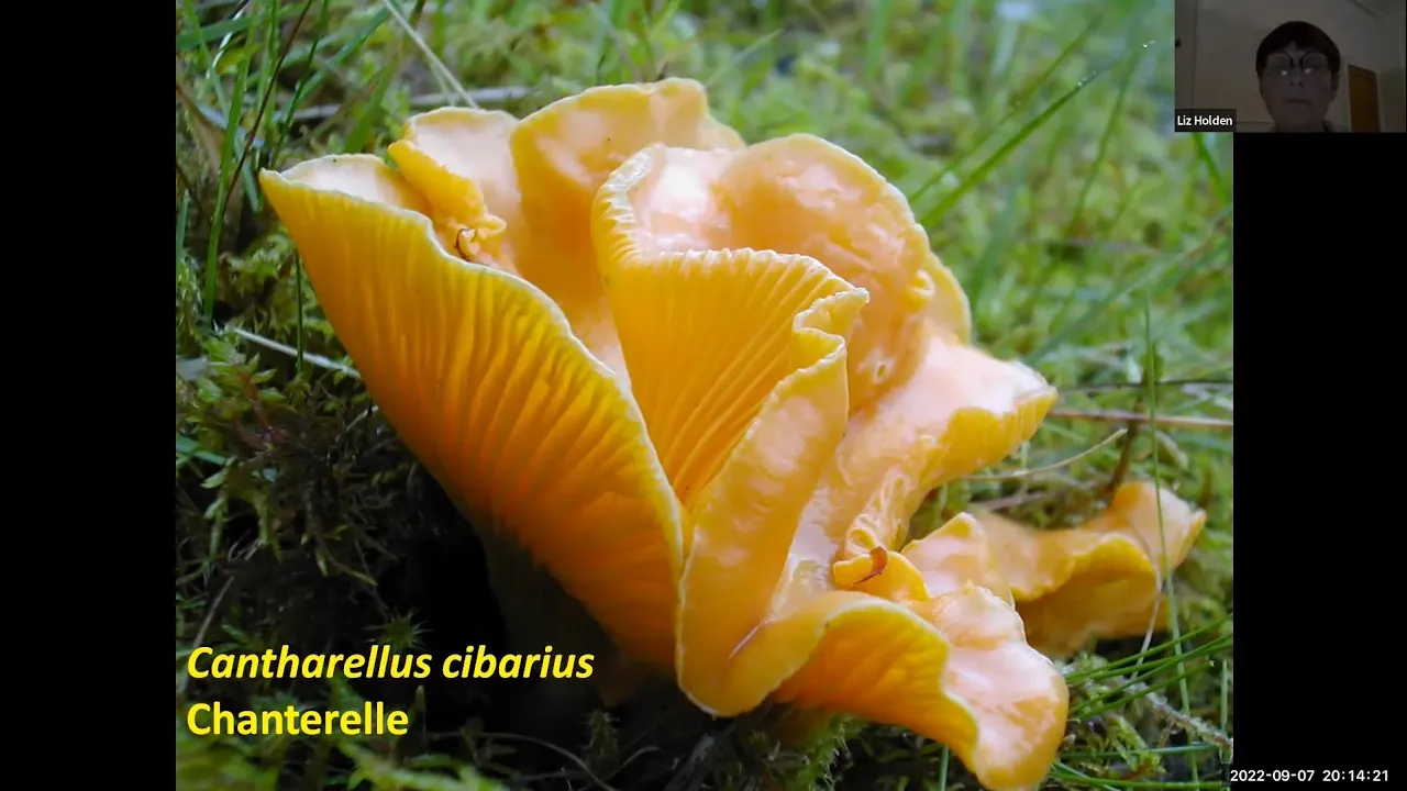 What have fungi ever done for us?